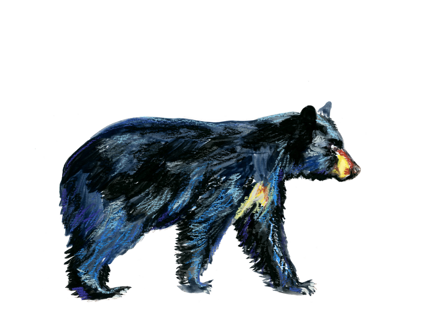 Wandering Black bear Sticker