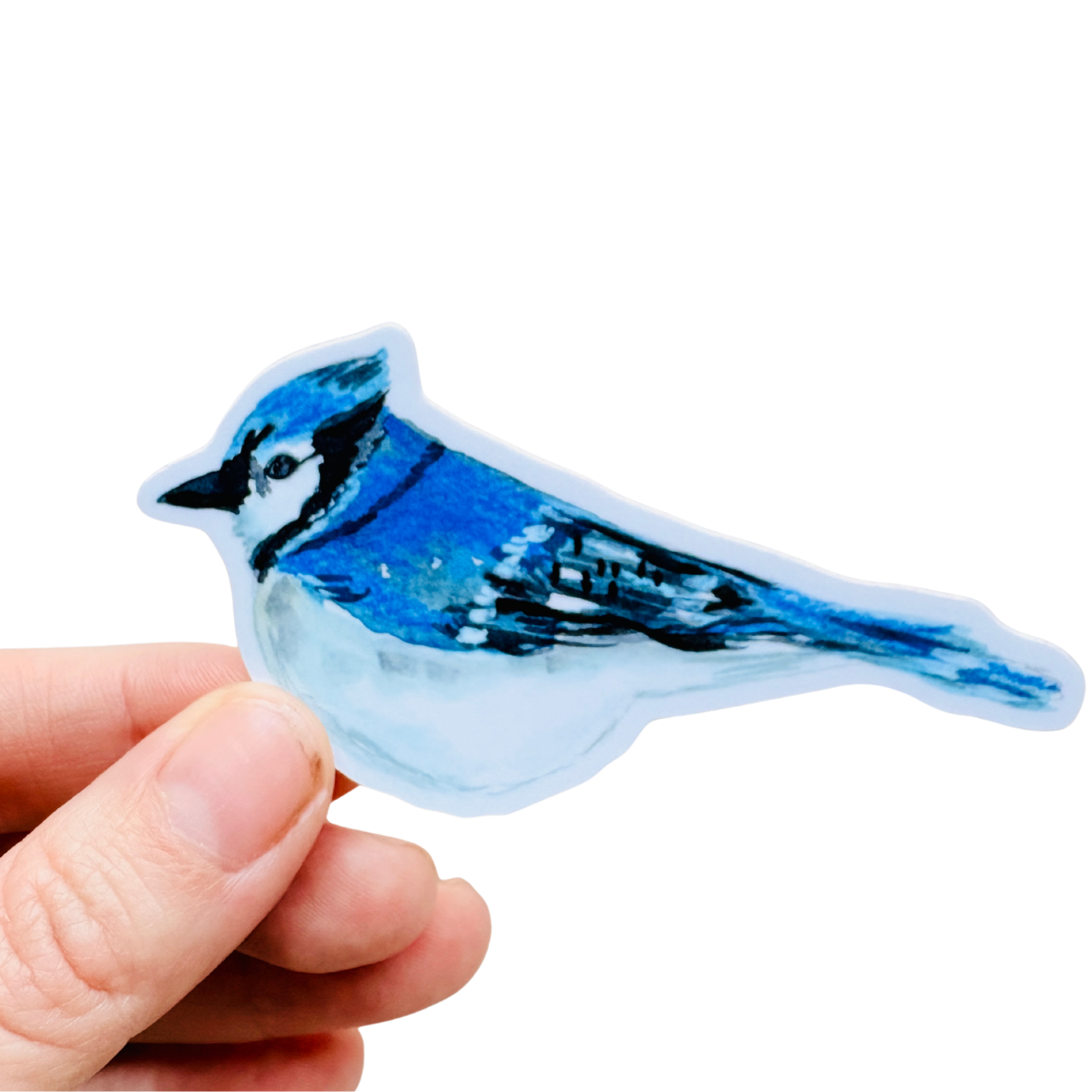 Blue Jay Sticker