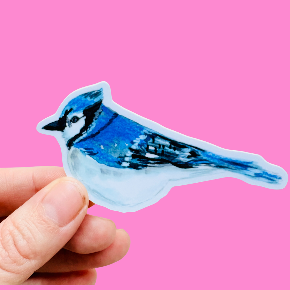 Blue Jay Sticker