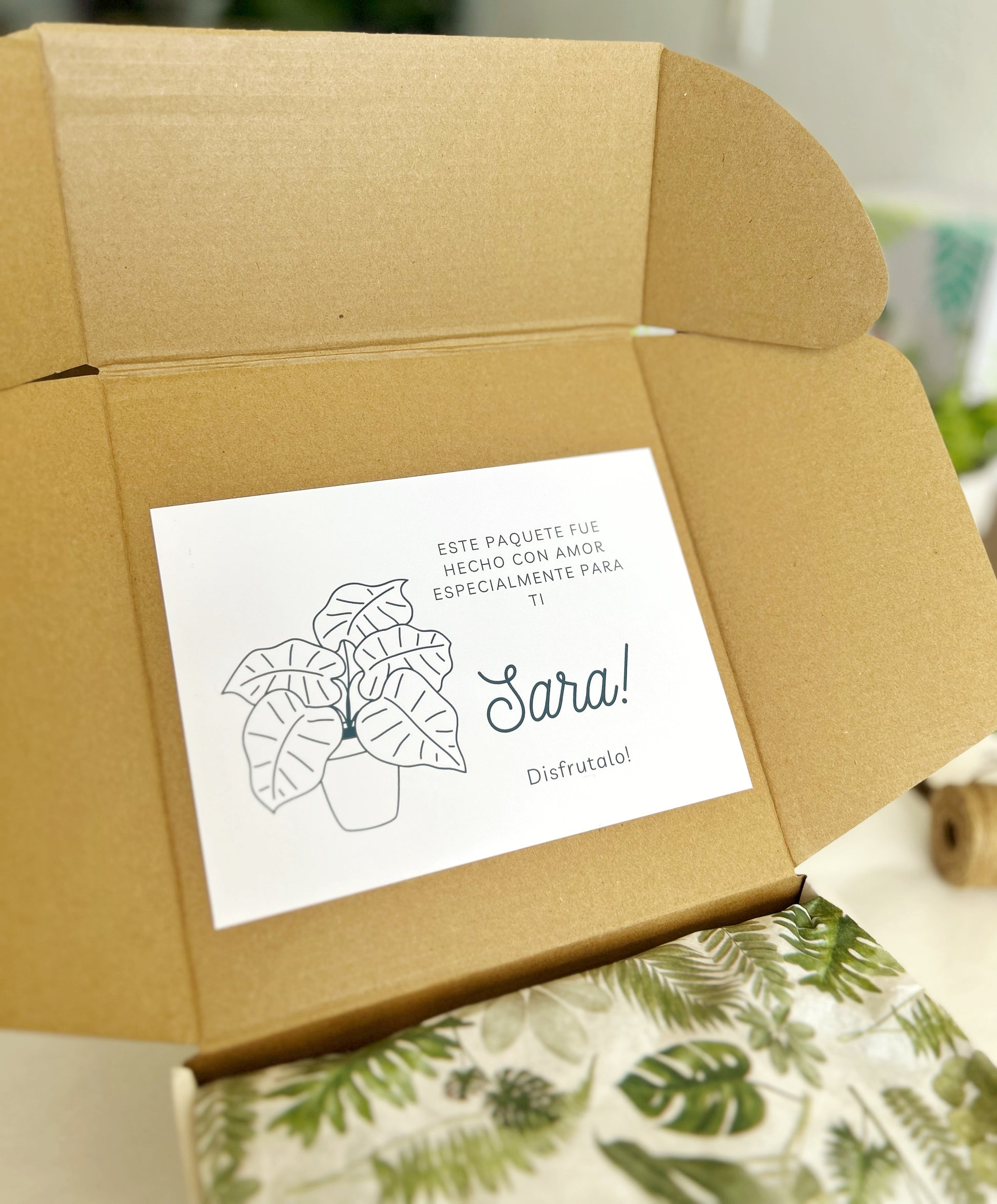 natural succulents gift box Gift Succulents Box – rinconnaturalbyIngrid