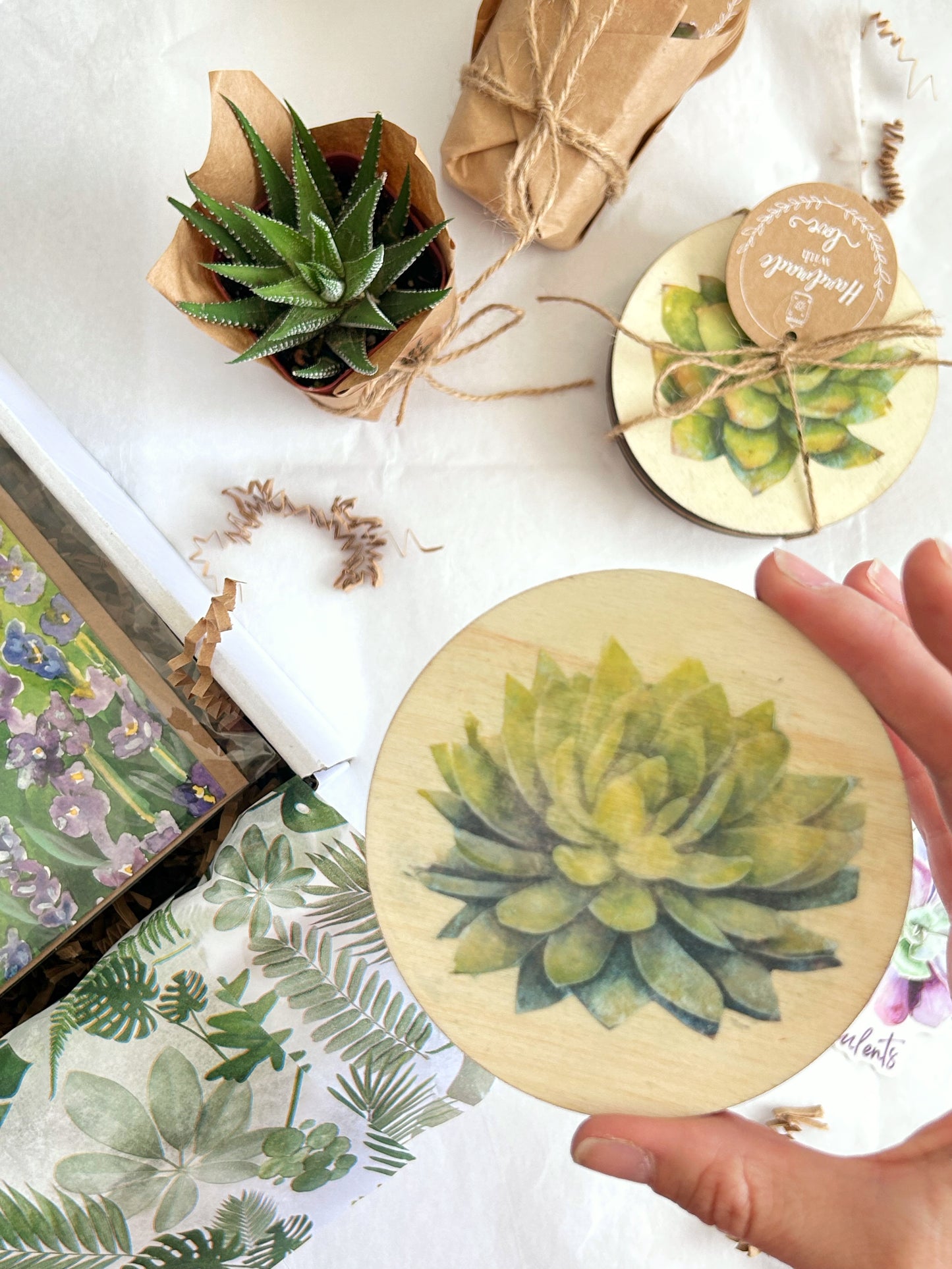 succulent paper plates Gift Succulents Box – rinconnaturalbyIngrid