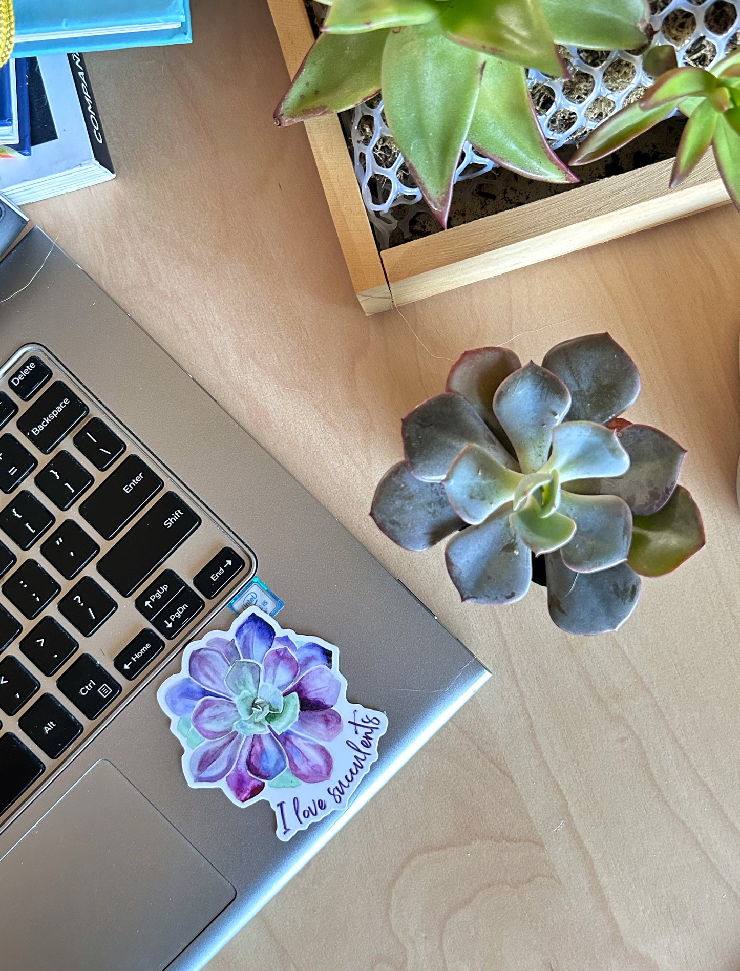 Succulent Vinyl Sticker