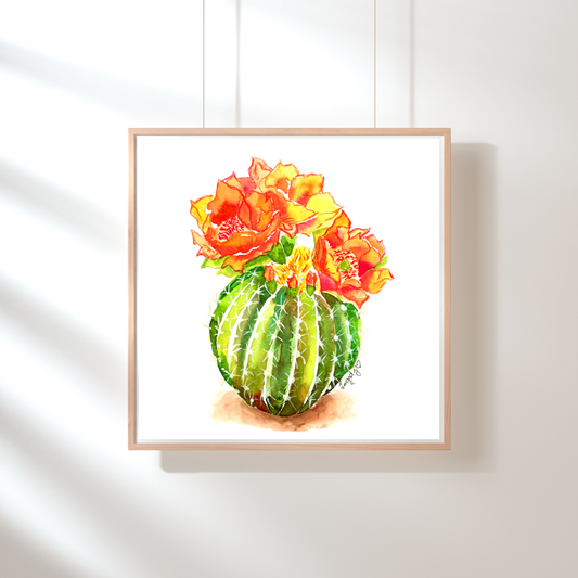Golden Barrel Cactus in Bloom Print
